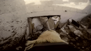 Badass Rescue Dog Who Has Rescued 52 Lives Is Now Saving People Affected By Mexico Earthquake Badass Rescue Dog Who Has Rescued 52 Lives Is Now Saving People Affected By Mexico Earthquake