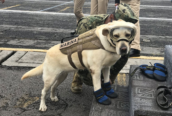 Badass Rescue Dog Who Has Rescued 52 Lives Is Now Saving People Affected By Mexico Earthquake