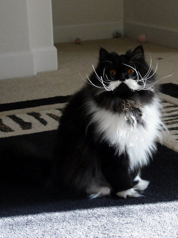 This Is My Friend's Cat Midori And Her Amazing Mustache.