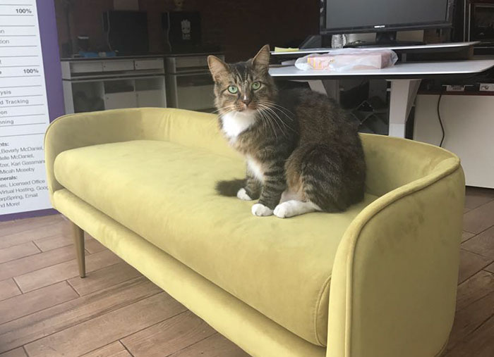 This Rescue Cat Is Stealing Money From Strangers And It All Goes To Homeless This Rescue Cat Is Stealing Money From Strangers And It All Goes To Homeless