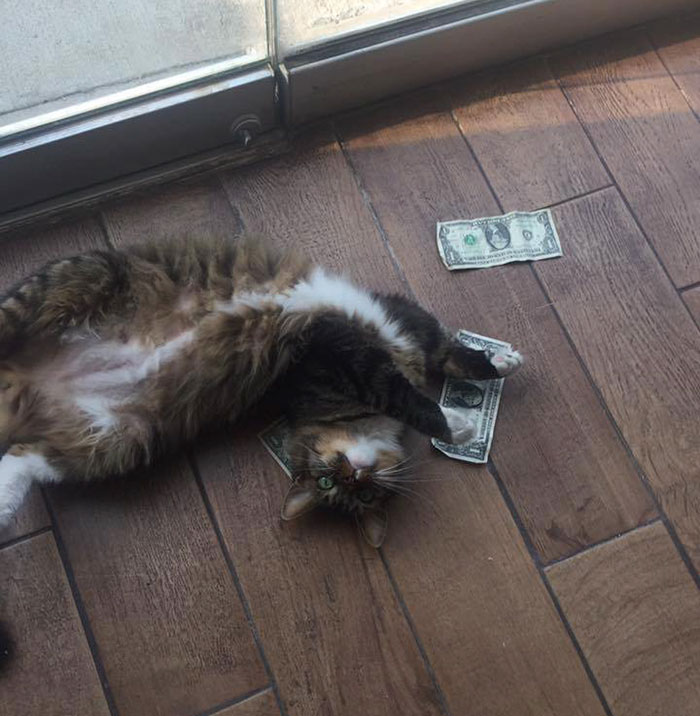 This Rescue Cat Is Stealing Money From Strangers And It All Goes To Homeless This Rescue Cat Is Stealing Money From Strangers And It All Goes To Homeless