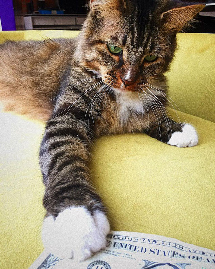 This Rescue Cat Is Stealing Money From Strangers And It All Goes To Homeless