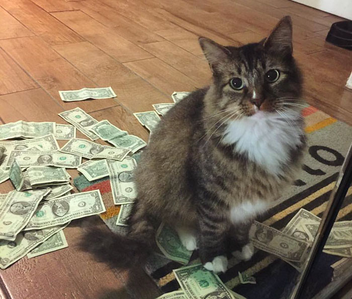 This Rescue Cat Is Stealing Money From Strangers And It All Goes To Homeless