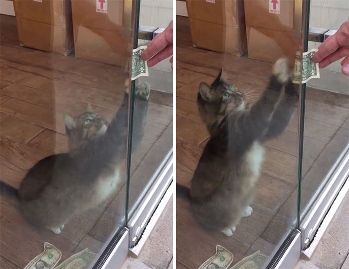 This Rescue Cat Is Stealing Money From Strangers And It All Goes To Homeless This Rescue Cat Is Stealing Money From Strangers And It All Goes To Homeless
