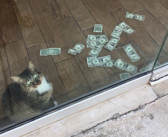 This Rescue Cat Is Stealing Money From Strangers And It All Goes To Homeless