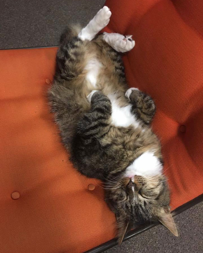 This Rescue Cat Is Stealing Money From Strangers And It All Goes To Homeless