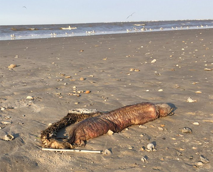 Mysterious Eyeless Creature Washes Up On Texas Beach After Hurricane Harvey, And It's Terrifying