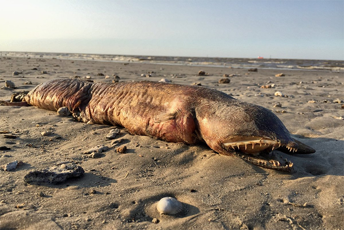 Mysterious Eyeless Creature Washes Up On Texas Beach After Hurricane Harvey, And It's Terrifying