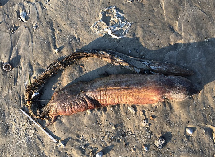 Mysterious Eyeless Creature Washes Up On Texas Beach After Hurricane Harvey, And It's Terrifying