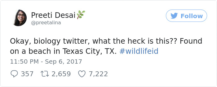 Mysterious Eyeless Creature Washes Up On Texas Beach After Hurricane Harvey, And It's Terrifying Mysterious Eyeless Creature Washes Up On Texas Beach After Hurricane Harvey, And It's Terrifying