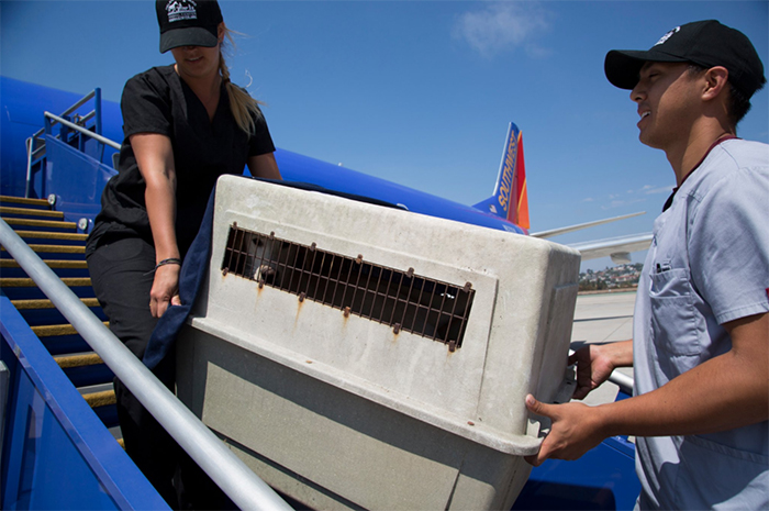 Southwest Airlines Fills Cabin With Pets Orphaned During Houston Storm In Dramatic Rescue