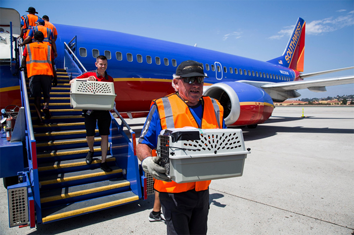 Southwest Airlines Fills Cabin With Pets Orphaned During Houston Storm In Dramatic Rescue