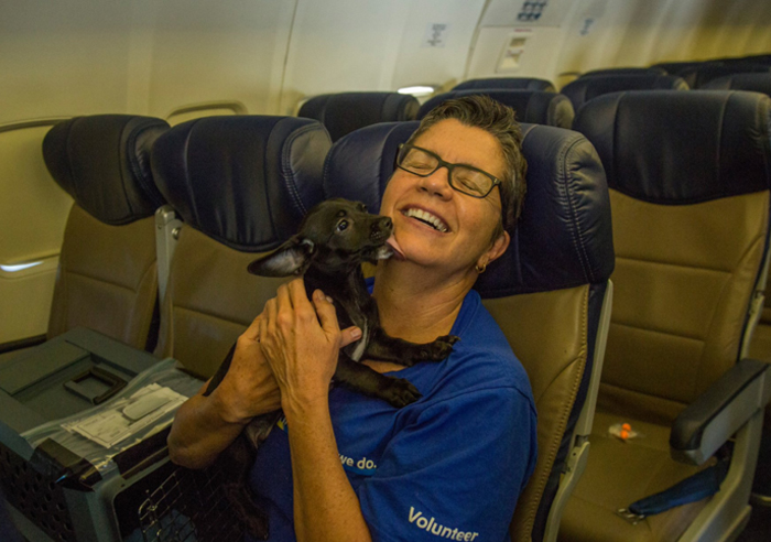 Southwest Airlines Fills Cabin With Pets Orphaned During Houston Storm In Dramatic Rescue