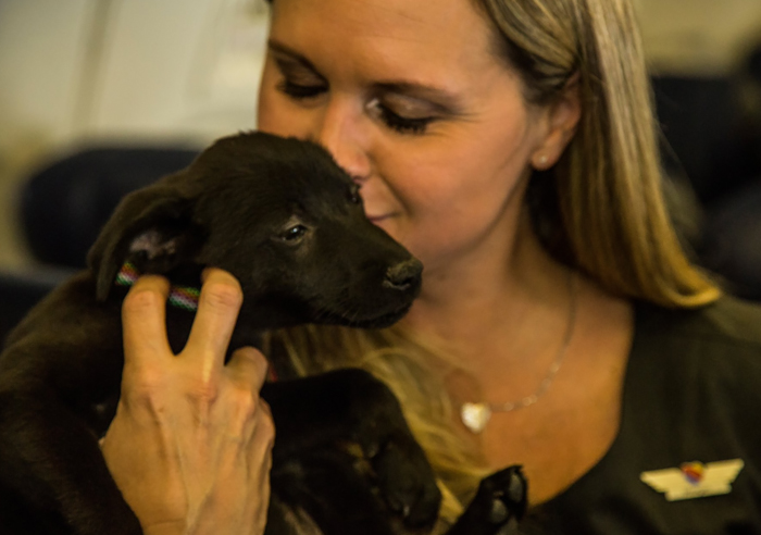 Southwest Airlines Fills Cabin With Pets Orphaned During Houston Storm In Dramatic Rescue