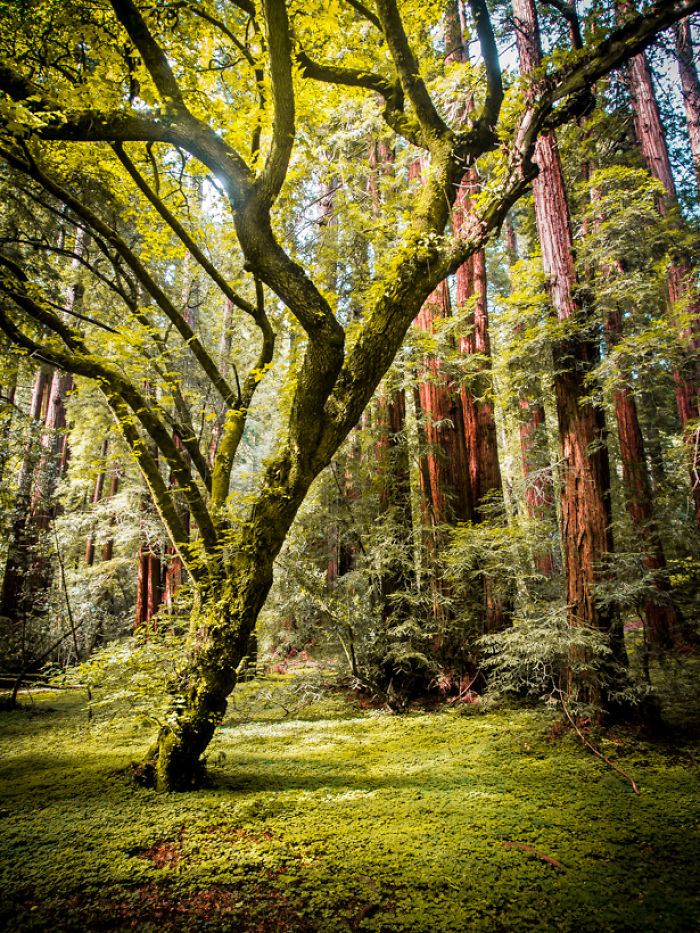 Photography With A Mirrorless Camera