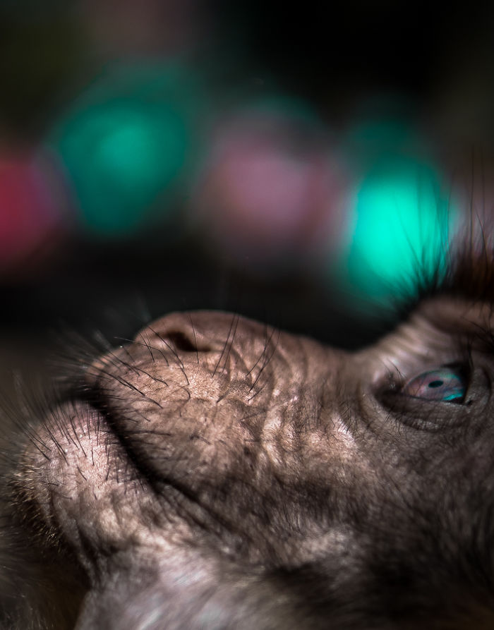 Photography With A Mirrorless Camera