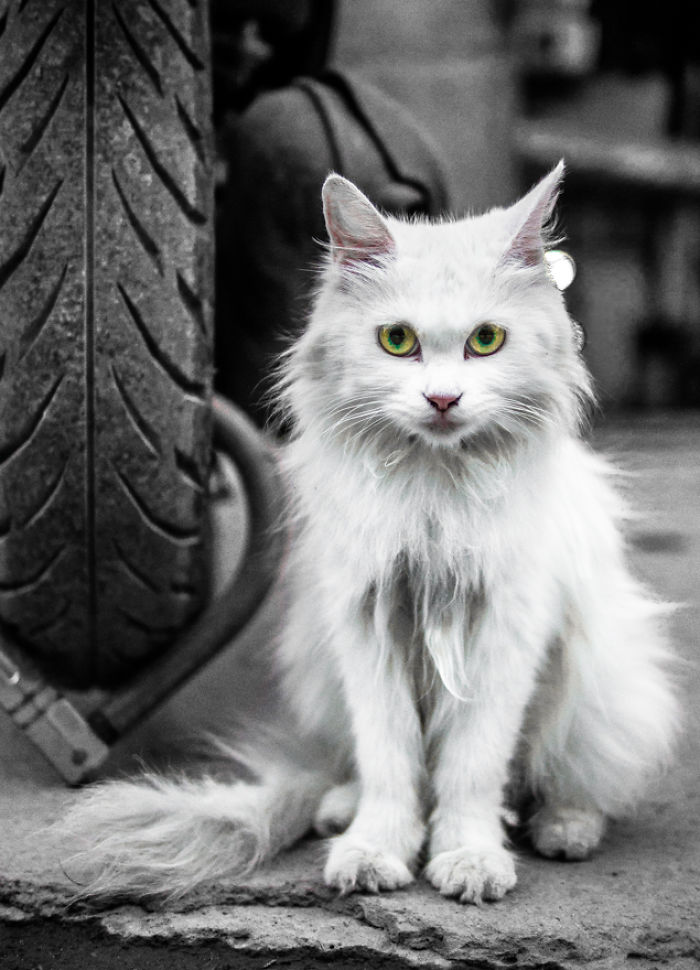 Photography With A Mirrorless Camera