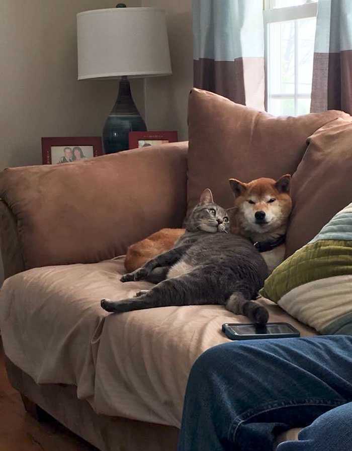 I Just Want Someone To Look At Me The Way My Cat Looks At My Dog