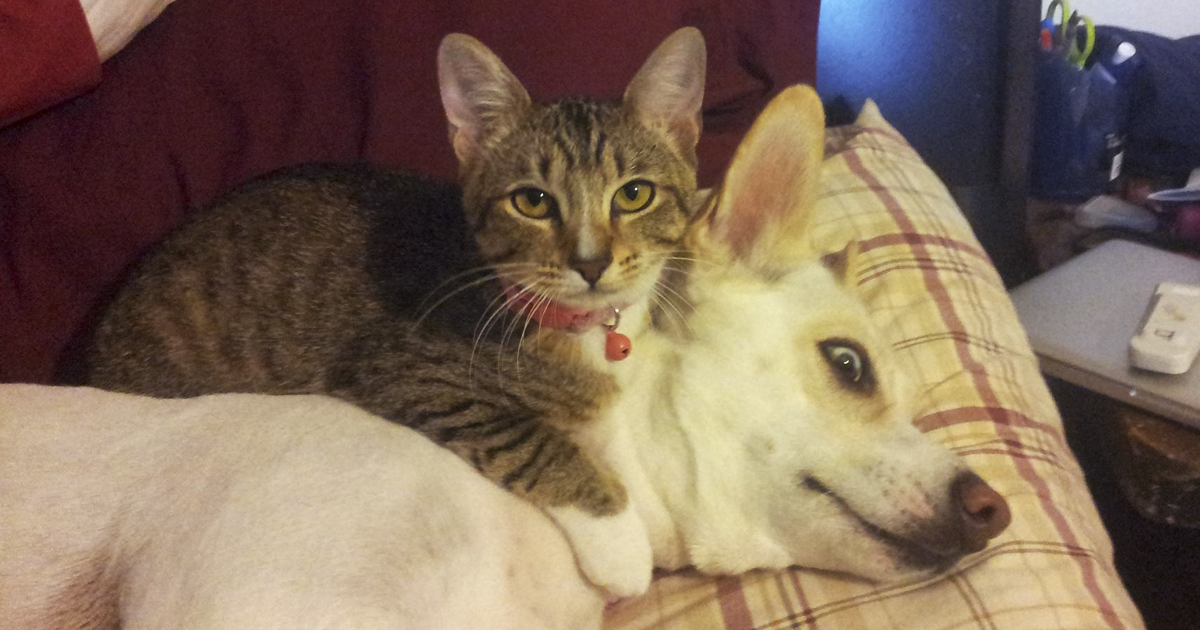 Post Pictures Of Cats And Dogs Living Together