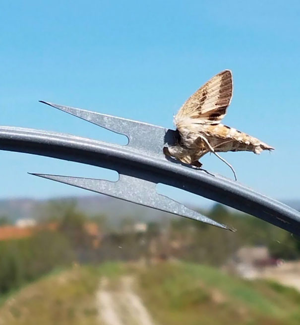 How Fast Can A Moth Even Fly?