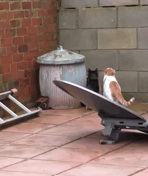 I Call Bullsh*t, They Obviously Rehearsed This