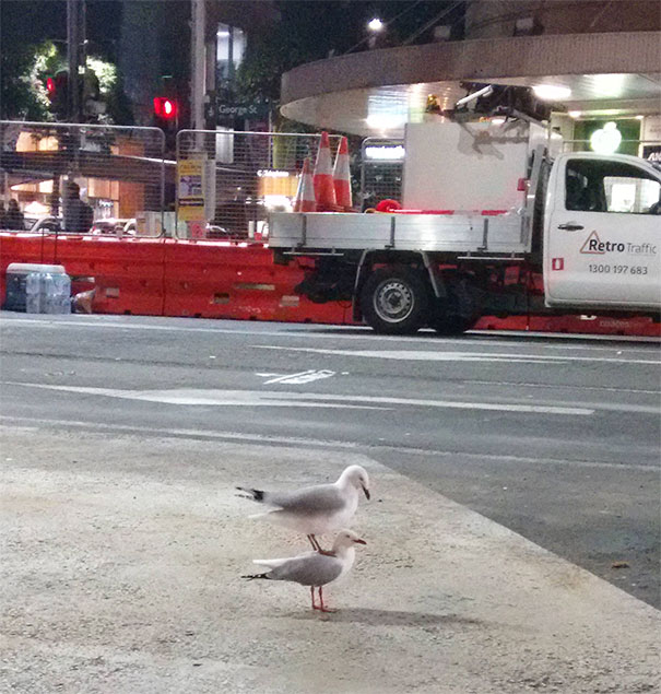 I Saw A Gull Standing On Top Of Another Gull
