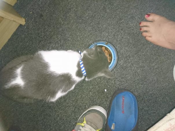 My Daughter's Cat Rumble, With The Letter L On His Back