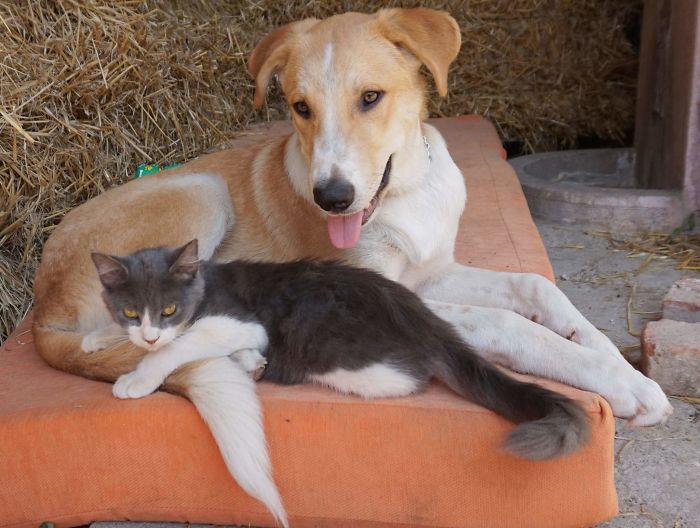 Fluffy And Periklis...