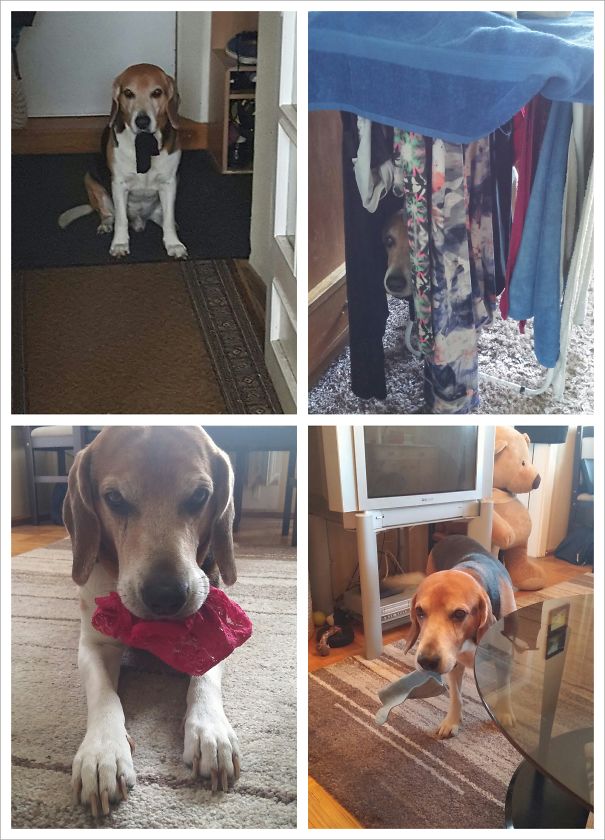 My Mom's Dog Is A Master Of Stealing Socks...but If He Can't Find Any He'll Bring My Sister's Lace Underwear Or Cleaning Cloth