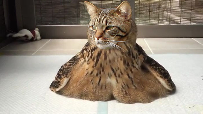 The Internet Has Transformed Felines And Birds Into Hybrid Animals
