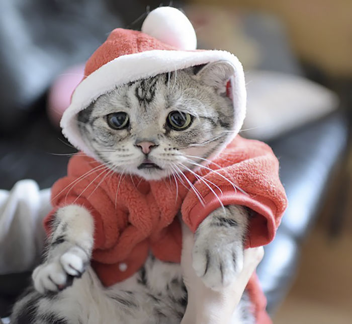 Saddest-cat-luhu-maggie-liu-lanlan731