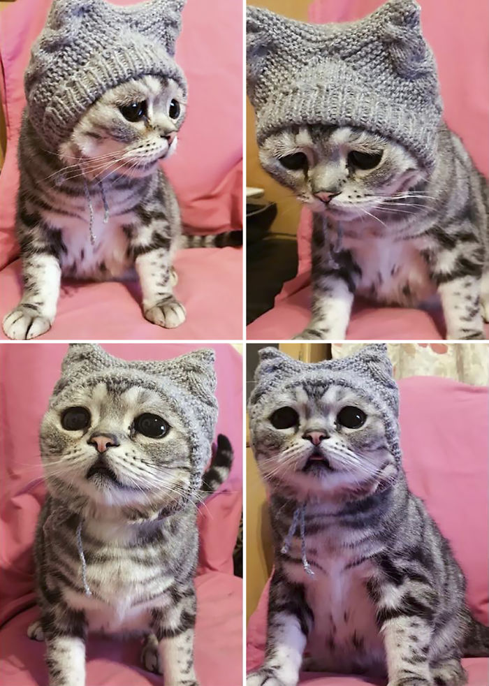 Saddest-cat-luhu-maggie-liu-lanlan731