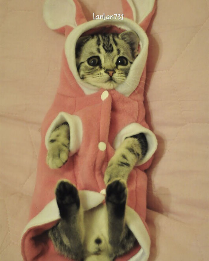 Saddest-cat-luhu-maggie-liu-lanlan731