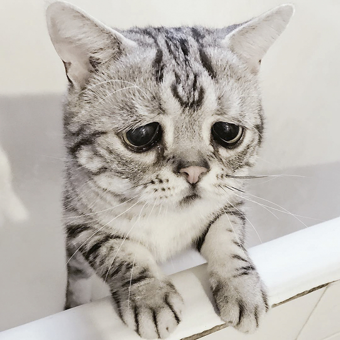 Este es Luhu, el gato más triste del mundo cuyas fotos te romperán el corazón