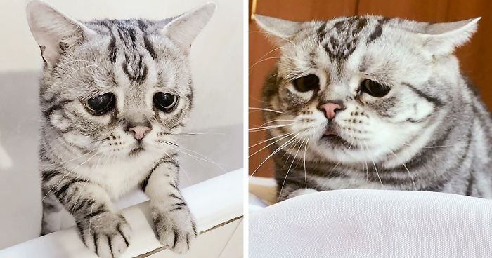 Meet Luhu, The Saddest Cat In The World Whose Photos Will Break Your Heart