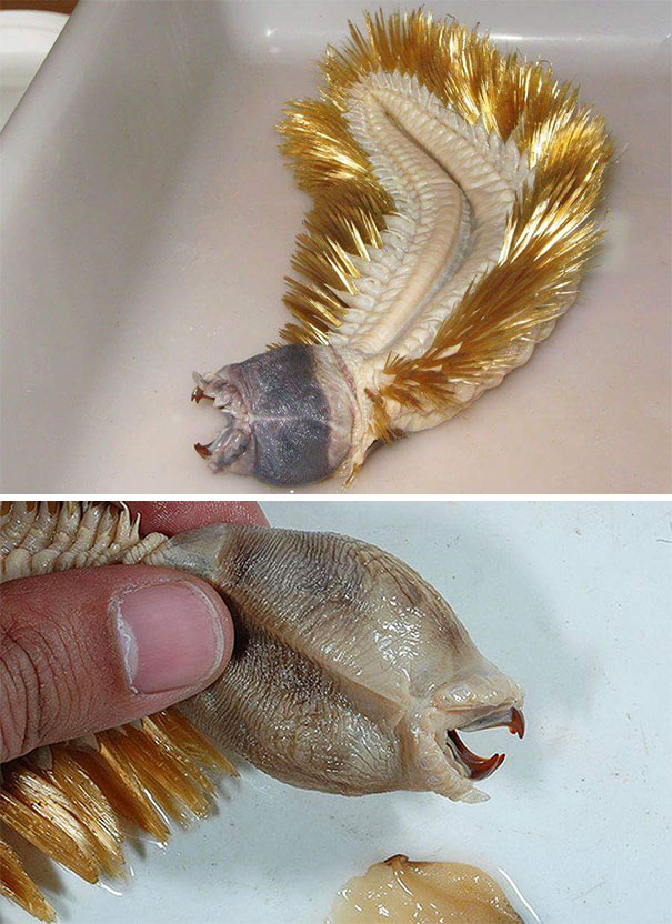Antarctic Worm Species Called Eulagisca Gigantean