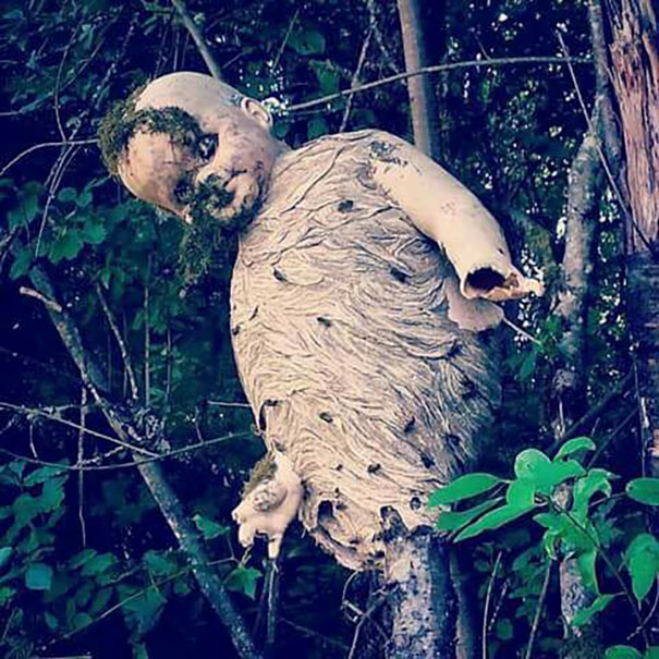 Wasps Build Nest Around A Discarded Child's Doll