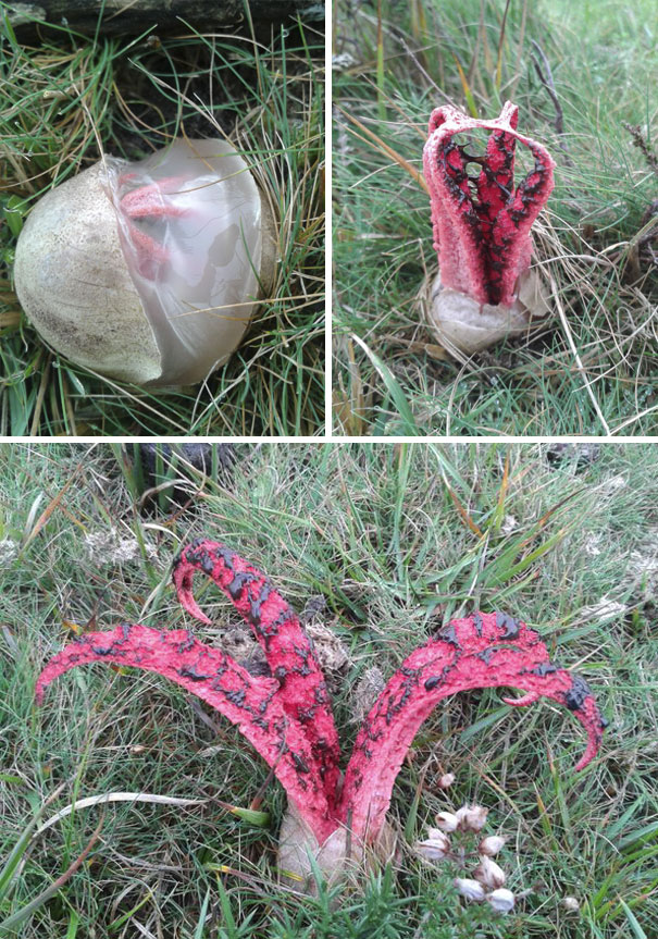 Devil's Fingers Fungus