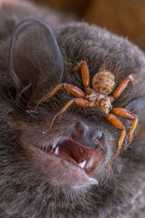 Wingless Fly Penicillidia That Attaches To Bats' Heads And Never Leaves Its Body