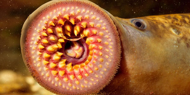 Lamprey's Mouth