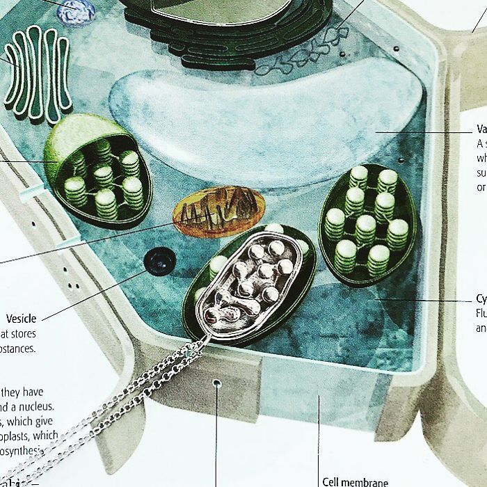 Chloroplast Necklace