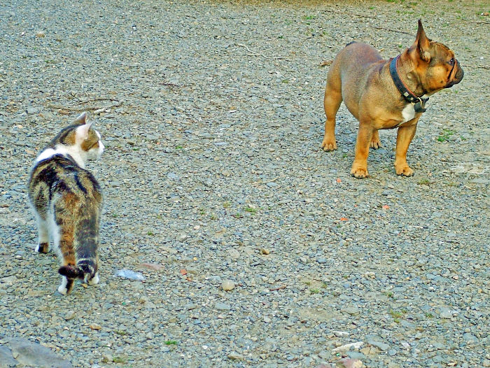 Shebus Gives Aston The French Bulldog The Evil Eye..
