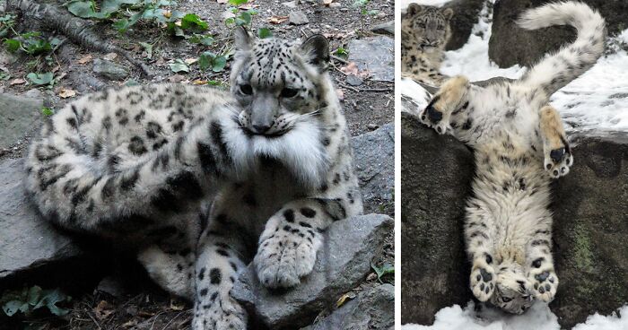 35 Adorable Snow Leopard Photos To Celebrate The Fact That They’re No Longer ‘Endangered’
