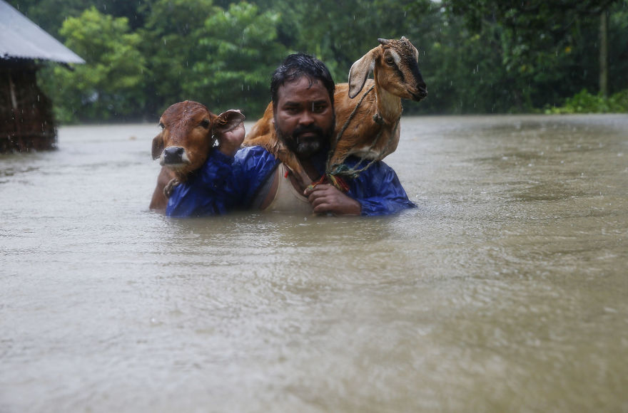 A Nepali Man Carries His Goat On His Shoulder As He Moves To Safer Ground At Topa Village In Saptari District