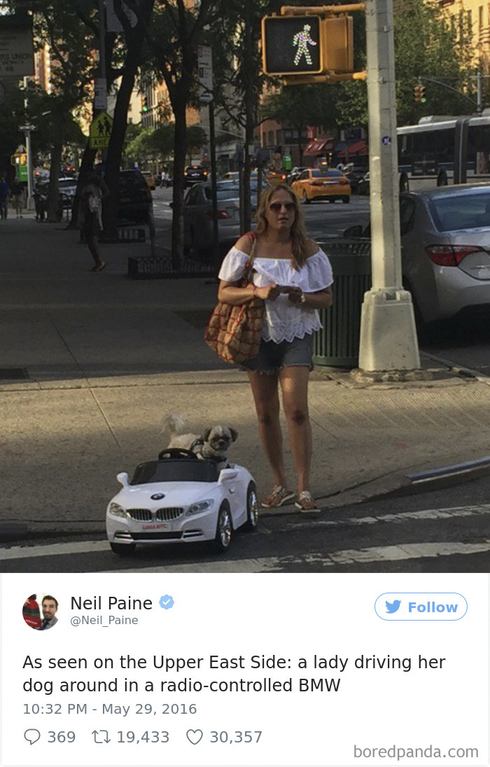 Spoiled-dogs-that-live-better-than-you