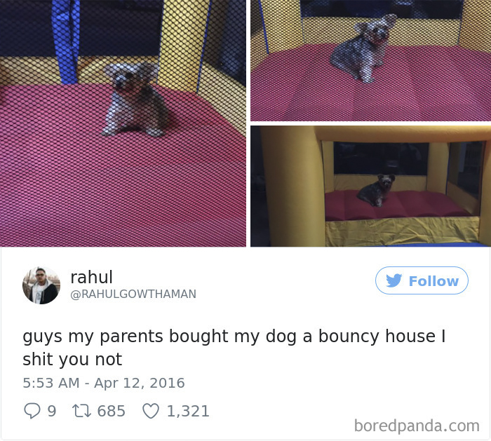 Spoiled-dogs-that-live-better-than-you