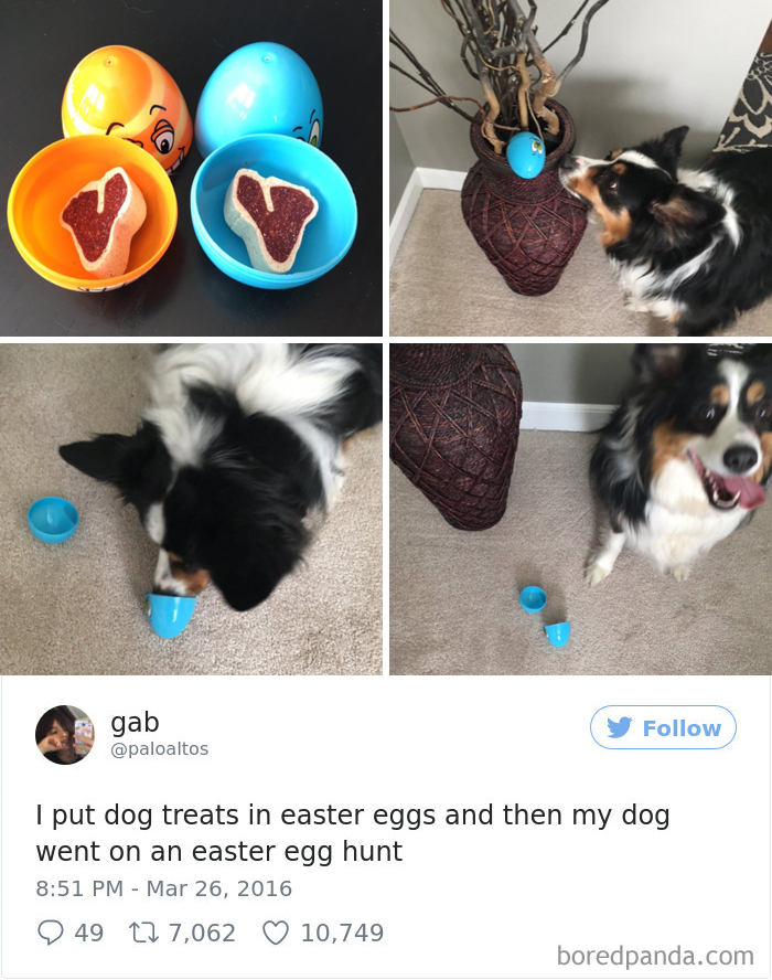 Spoiled-dogs-that-live-better-than-you