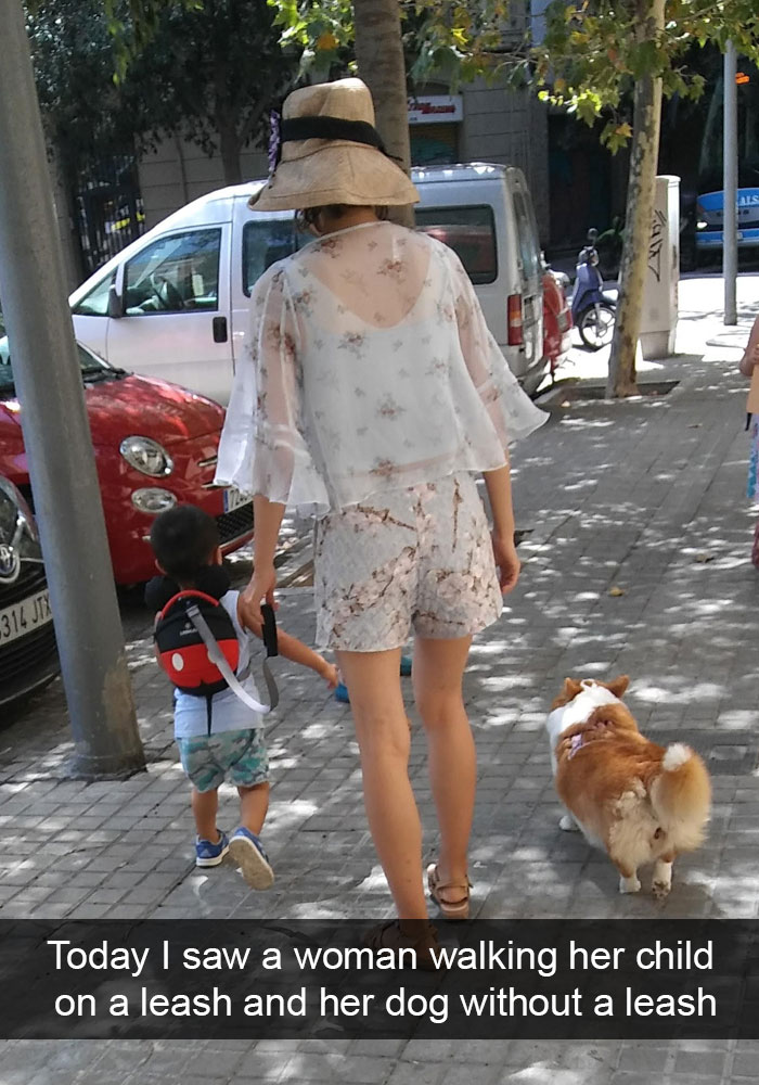 Spoiled-dogs-that-live-better-than-you