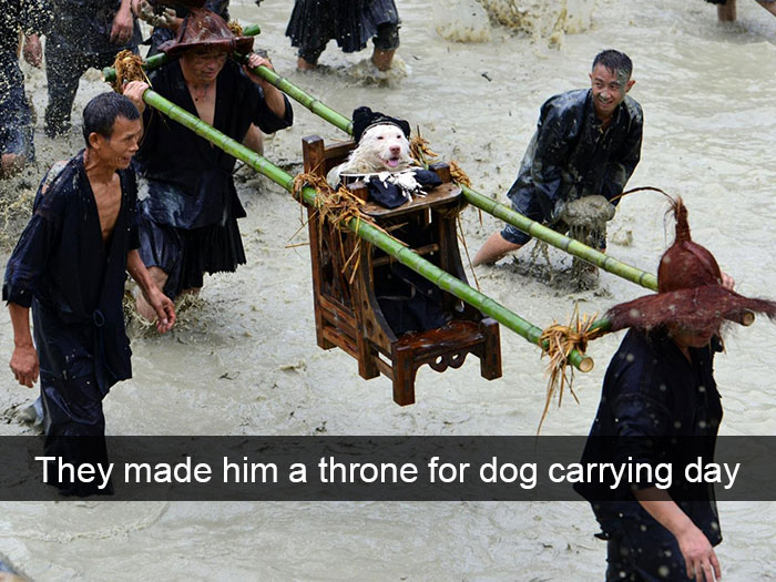 Spoiled-dogs-that-live-better-than-you