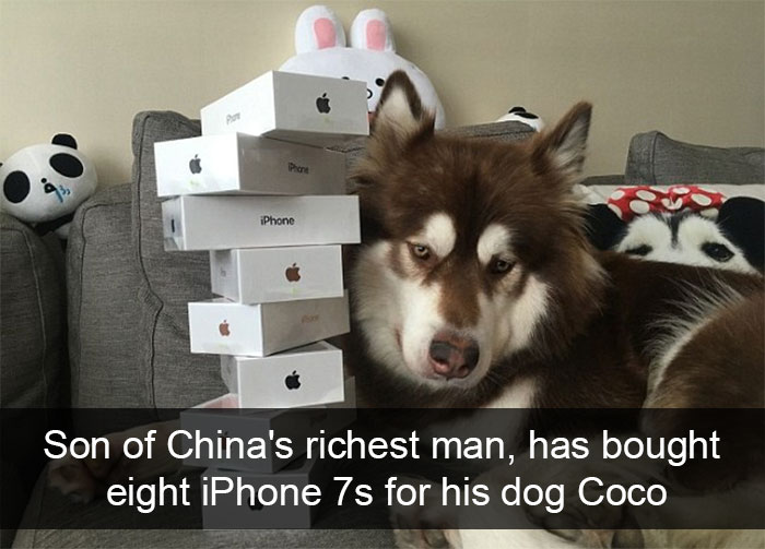 Spoiled-dogs-that-live-better-than-you